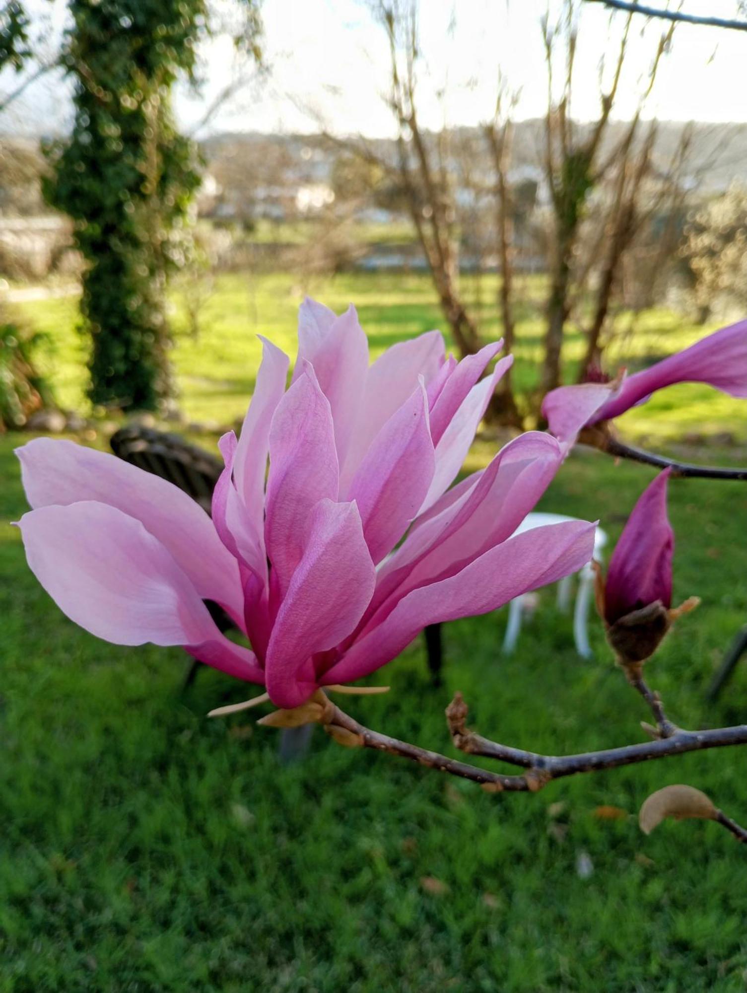 Magnolias Cottage Lousã Zewnętrze zdjęcie